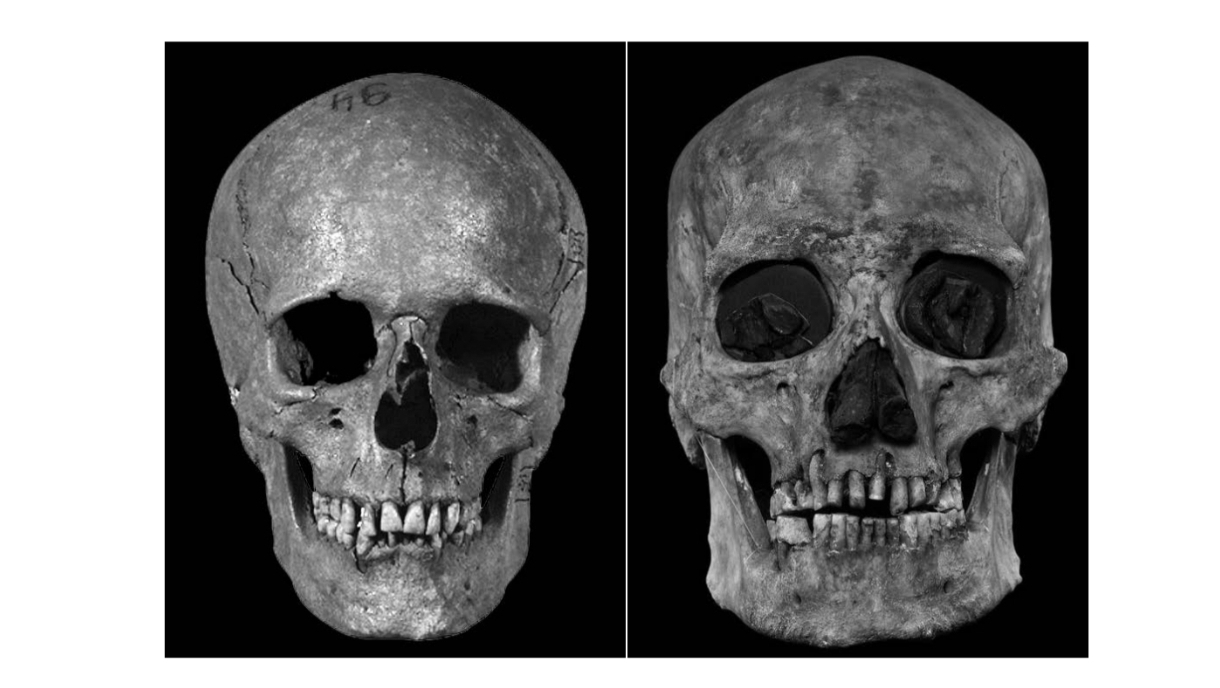 Average male skull vs Average Yamnayan skull
